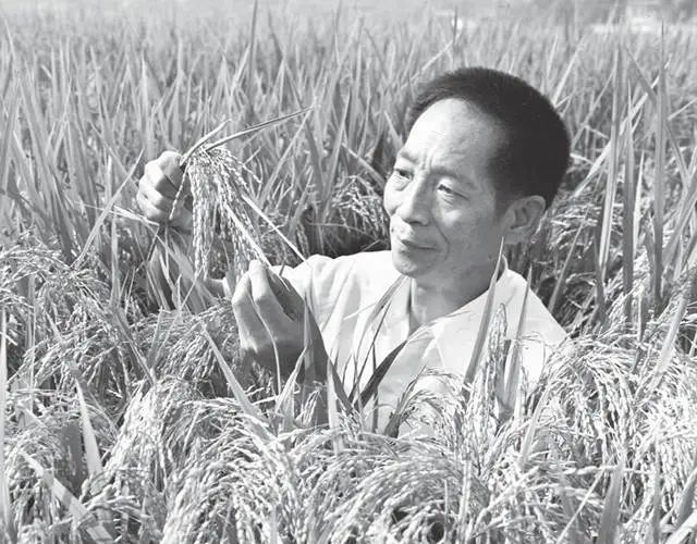 雜交水稻的意義,雄性不育水稻對雜交水稻的意義