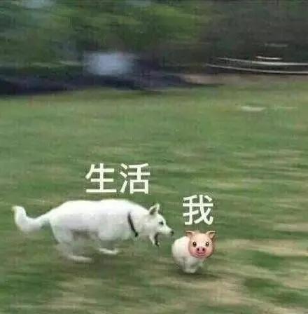 雕表情包 我是一个没有感情的小猪头