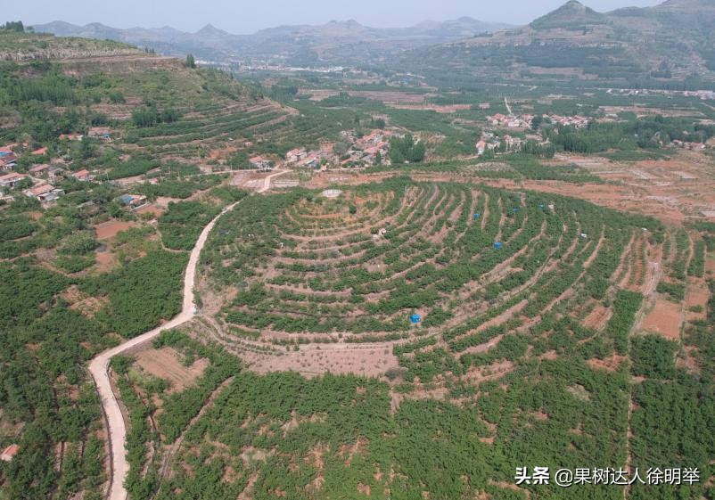 买卖栽植桃苗，有些术语和名词学习好了有帮助，精品图说来了