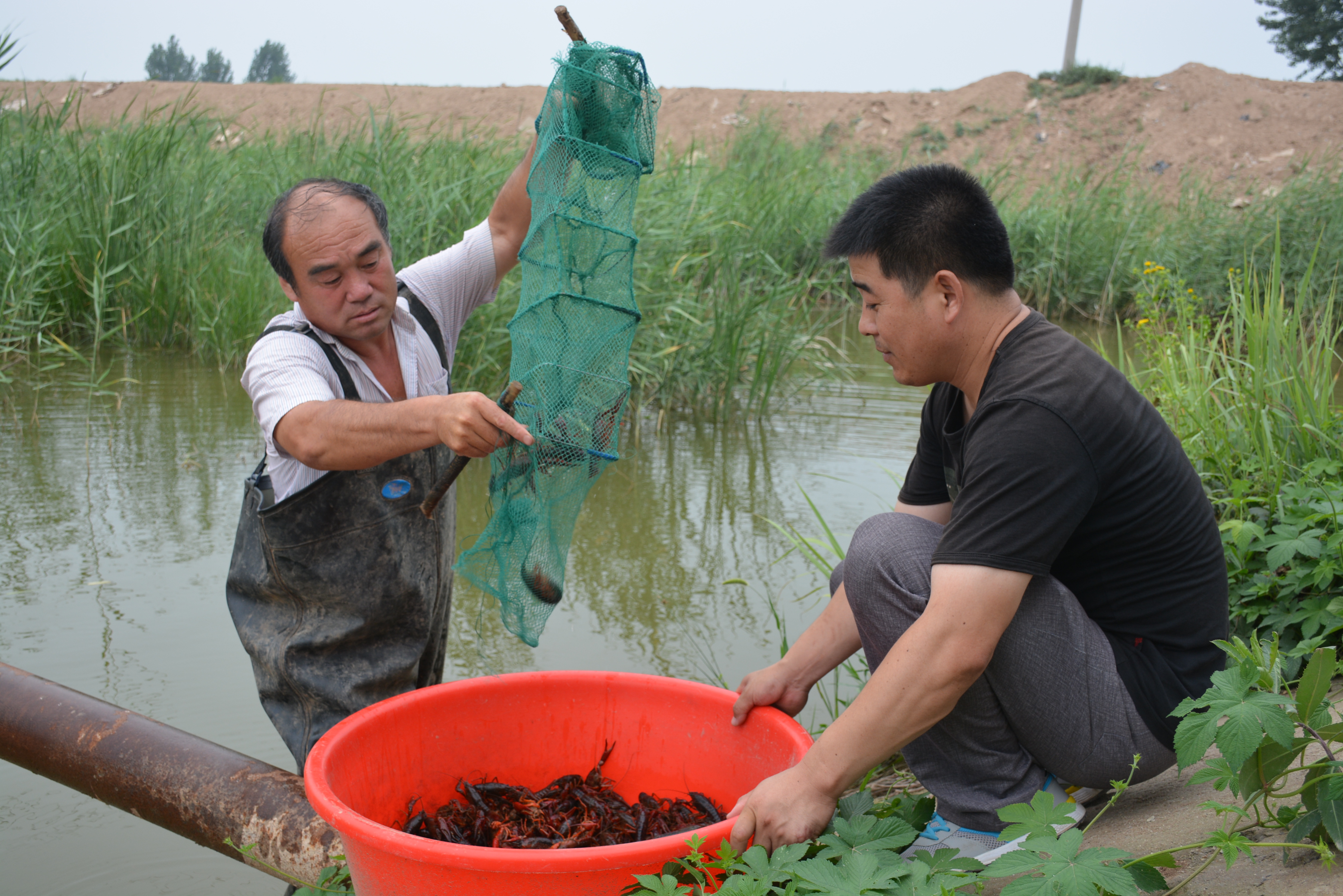 現(xiàn)在小龍蝦養(yǎng)殖，1/3會(huì)虧本？這些原因，令蝦農(nóng)痛苦不堪