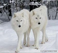 纽芬兰白狼：曾经是纽芬兰的神秘精灵，现在是令人惋惜的美丽传说