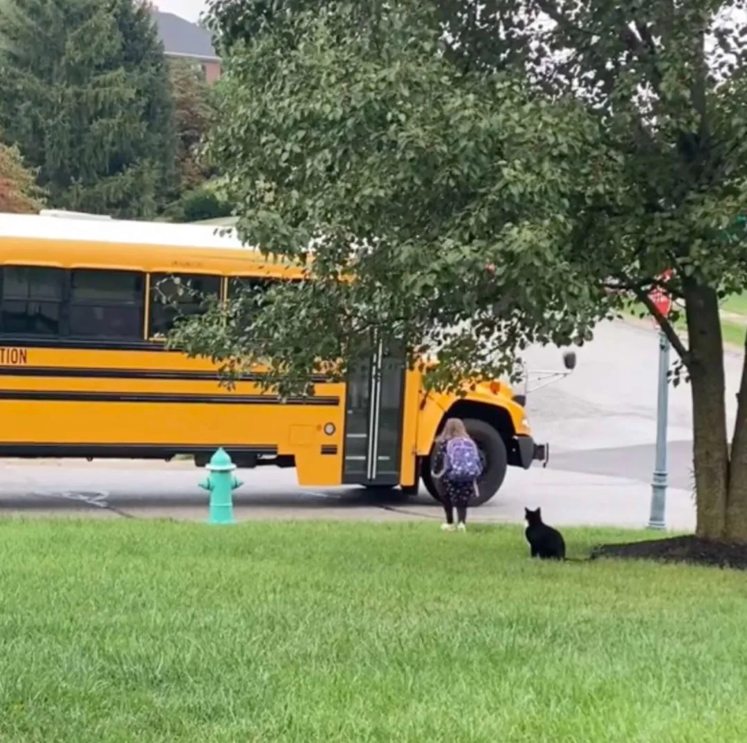 貓咪每天都要接送7歲的小主人坐校車，網友羨慕哭：超像爺爺