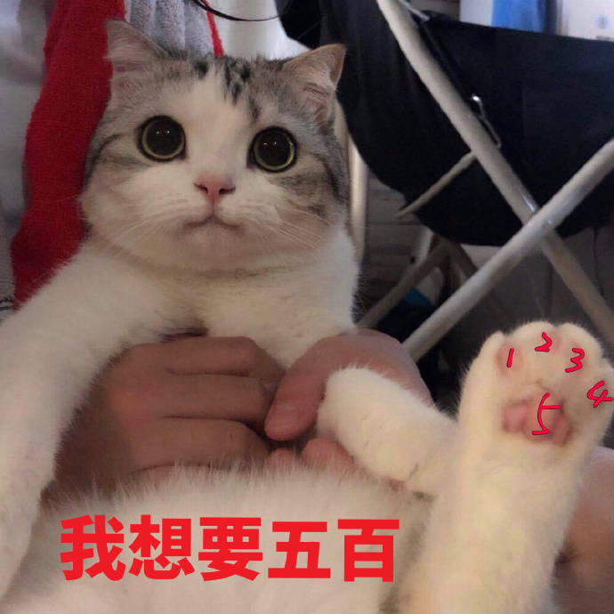 猫咪拜年表情包：恭喜发财，红包拿来