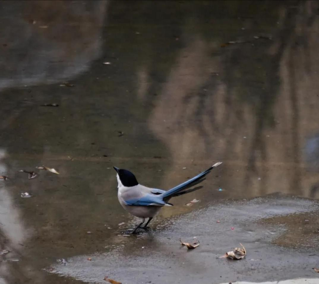 神仙颜值！北京语言大学“最美校花”高清大图来袭，总有一款你喜欢！