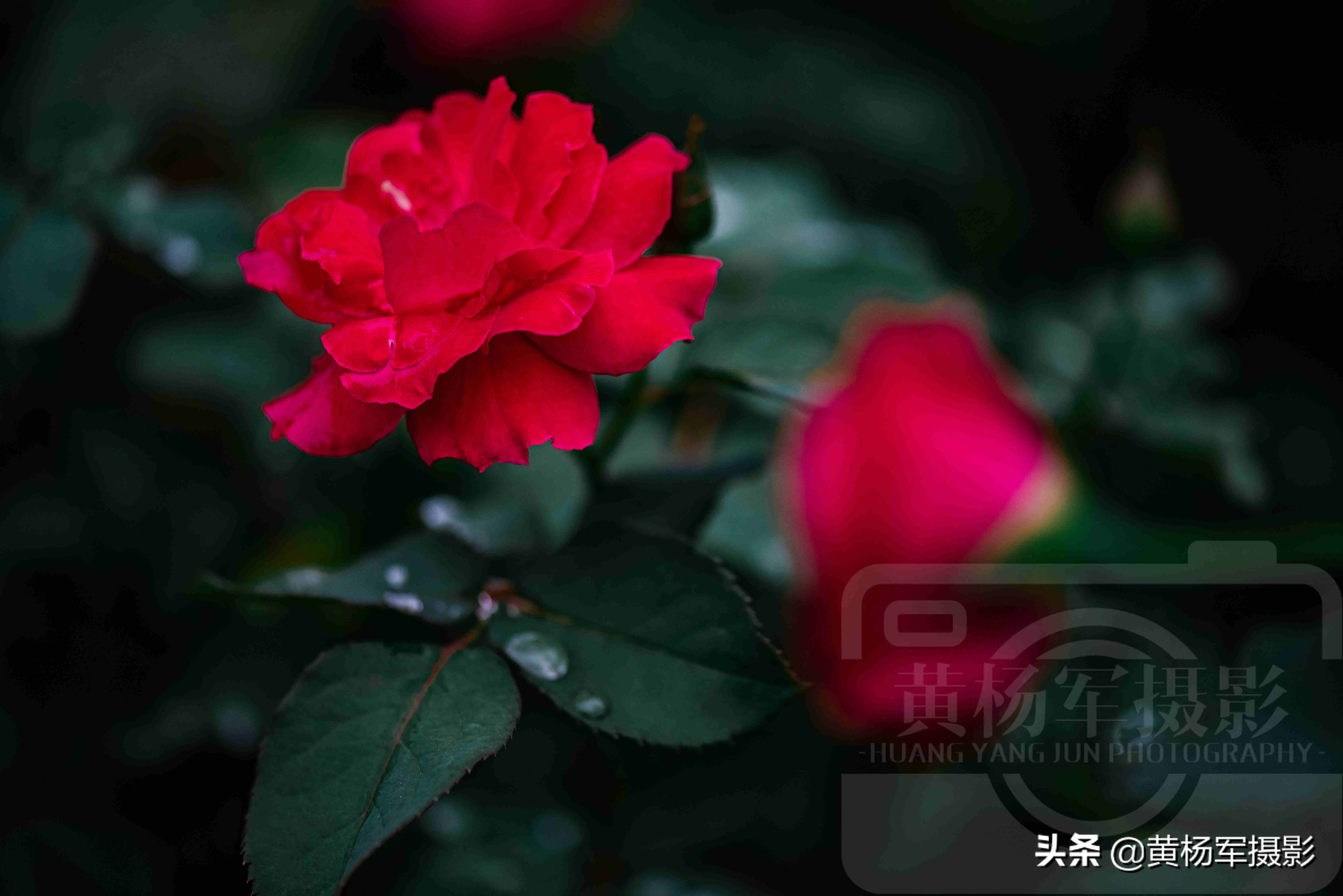 月季花描写的优美句子