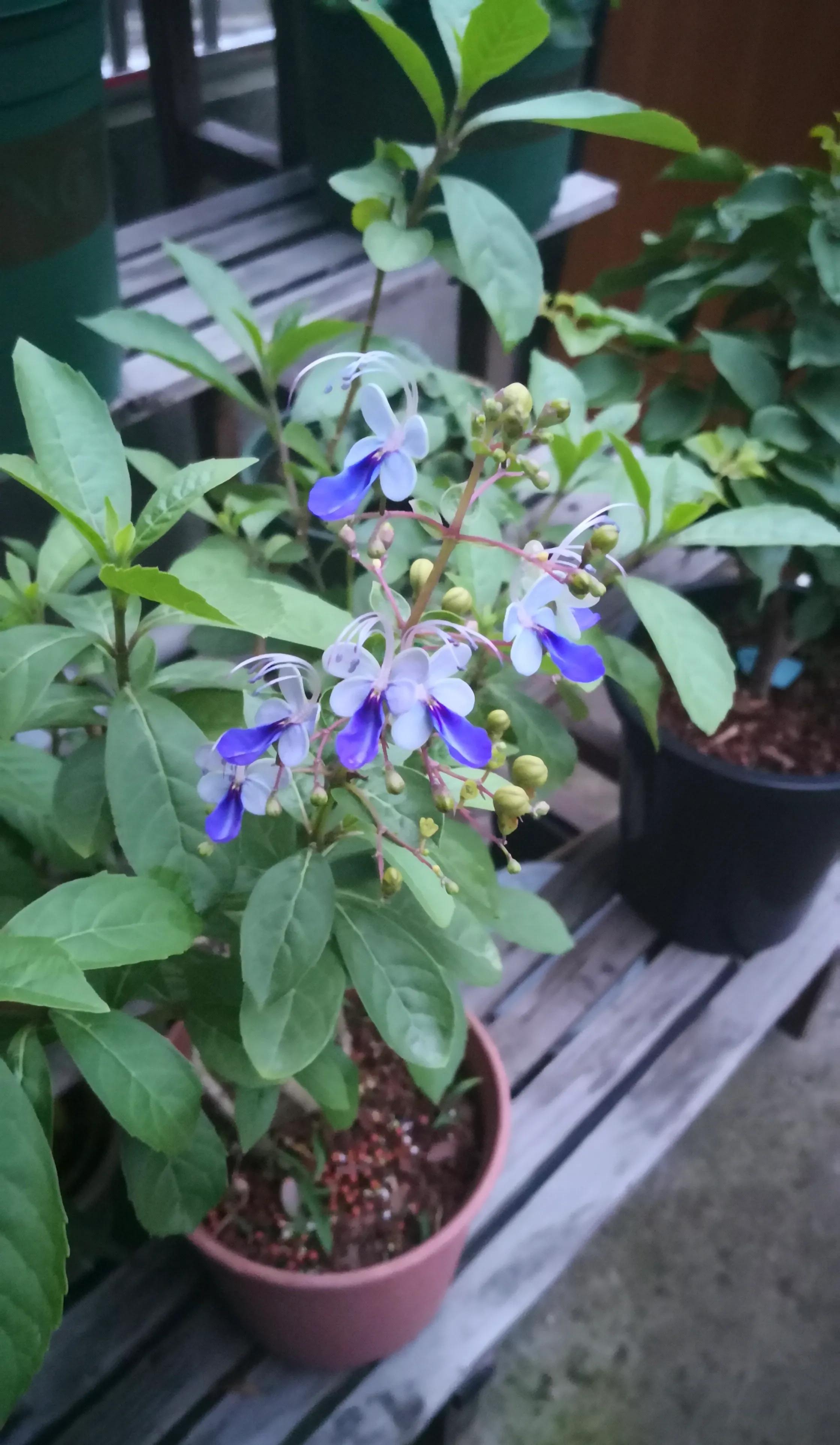新型阳台盆栽花木—蓝蝴蝶，数姿美观，花似蝴蝶，四季都有花开