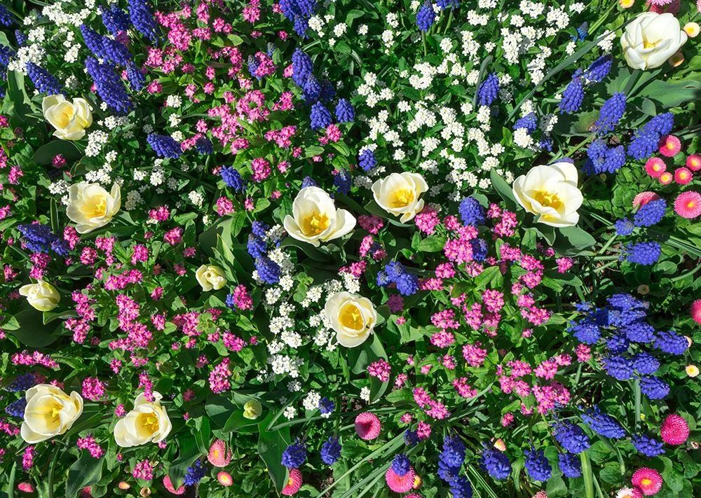 迎春花有几种颜色的花（7种常见的迎春花）