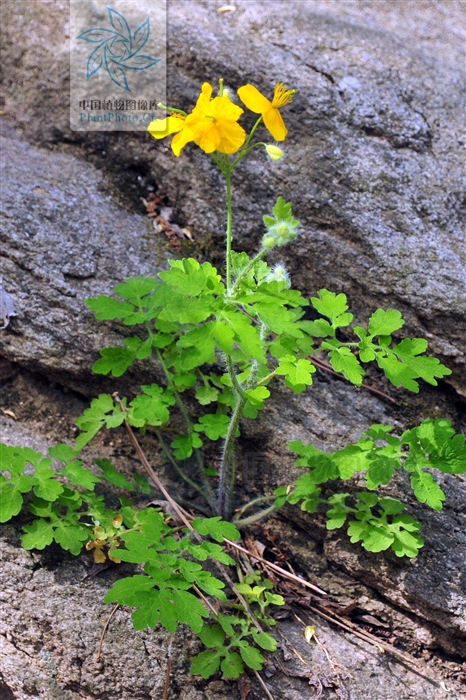 黄连的图片地黄连