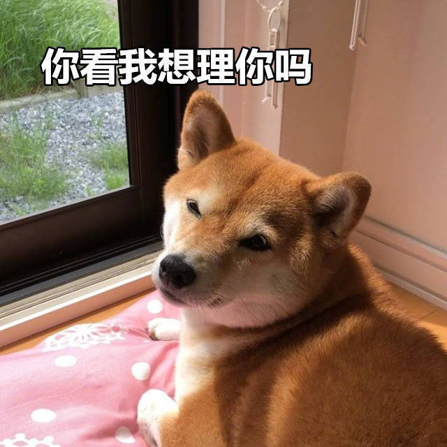 柴犬表情包合集｜你懂我的意思吧