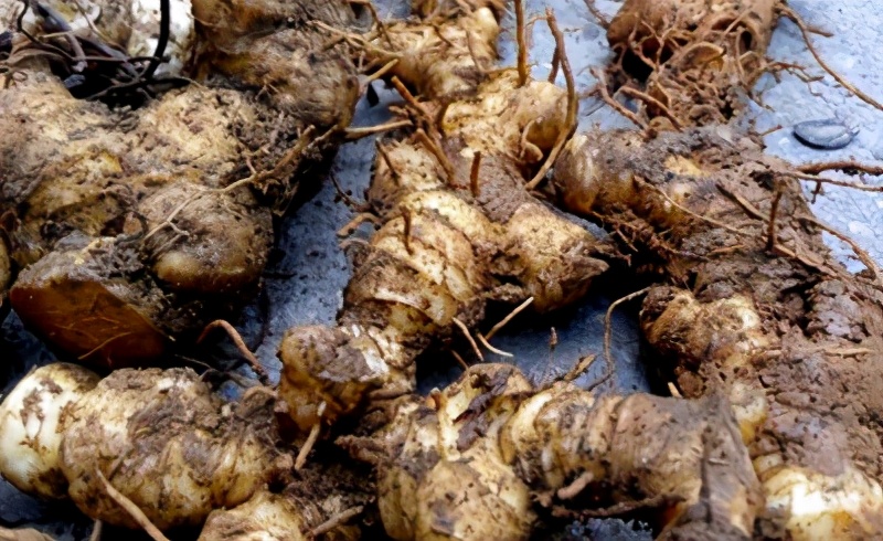 黃精種植技術,黃精種植技術與種植方法管理