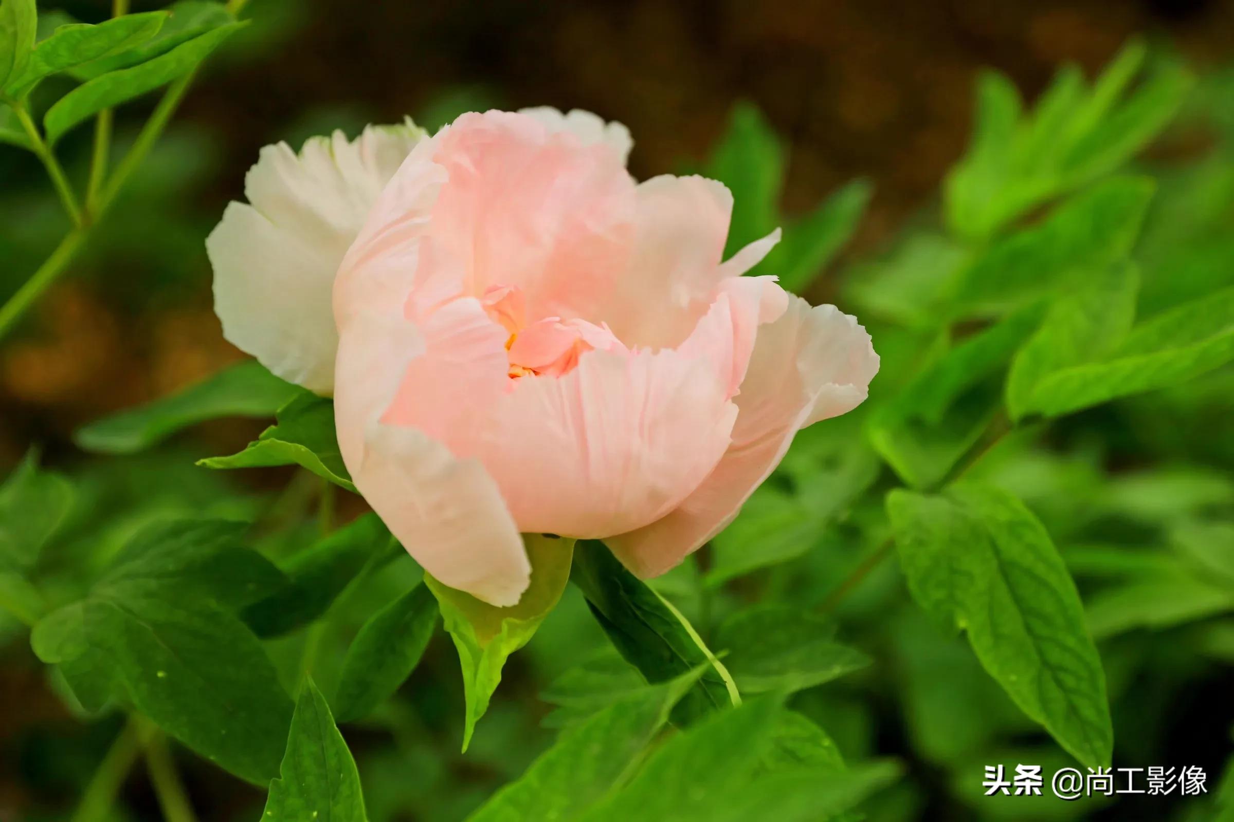 惟有牡丹真国色，花开时节惹人醉