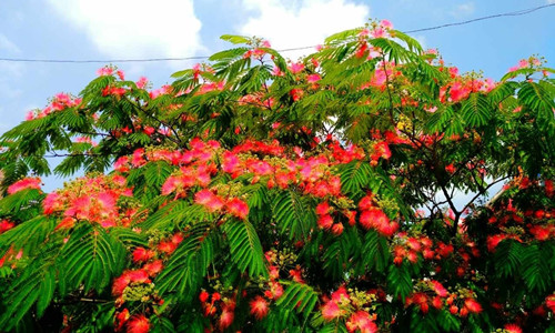 合欢树为什么叫鬼树(合欢的民间传说详细介绍)