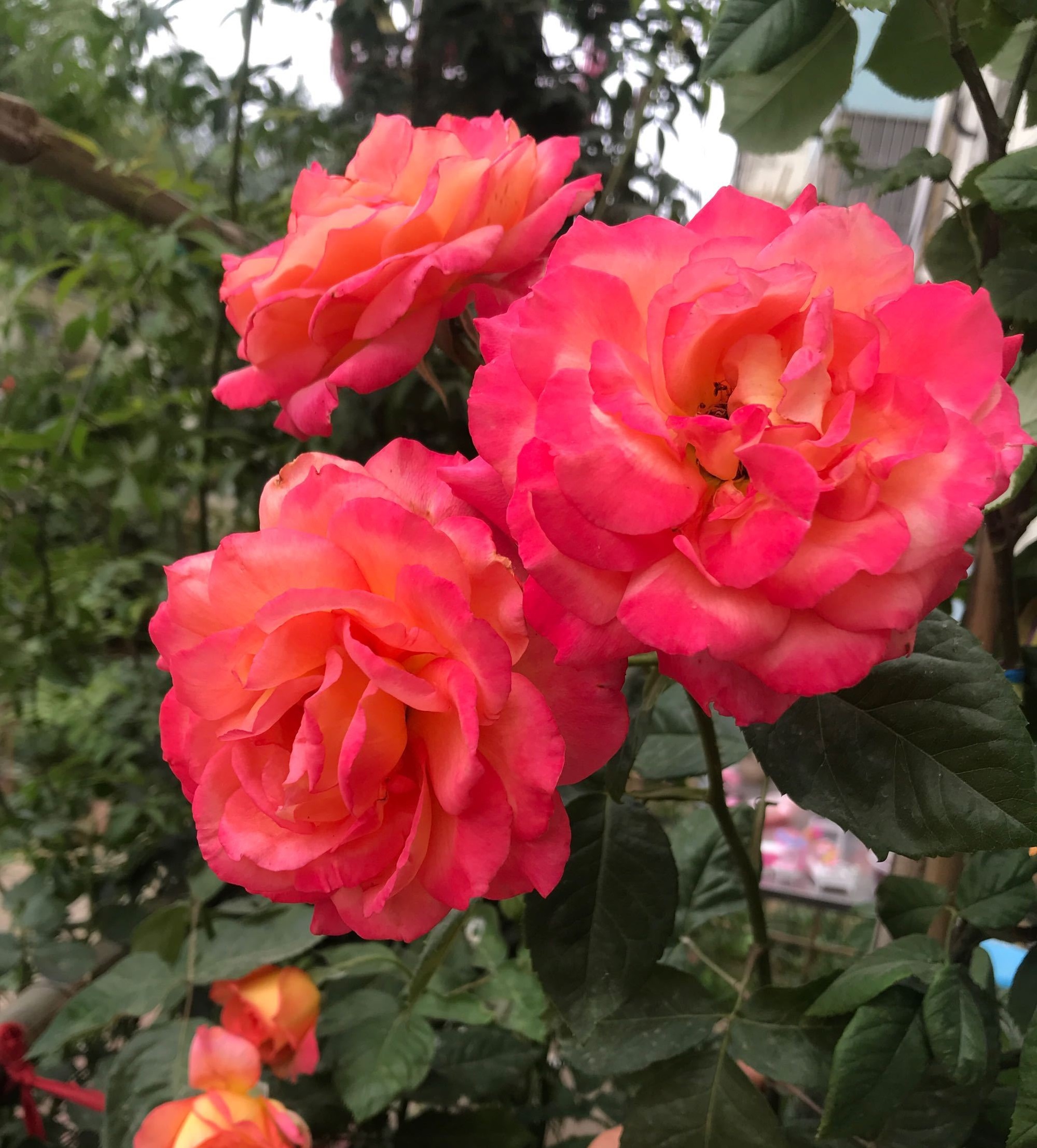 月季花彩云怎么养详细介绍「精心整理」 -骁龙网