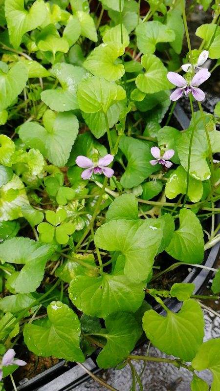 这野草的名字叫“如意”，挖一棵回家吉祥顺意，开紫花仙气十足