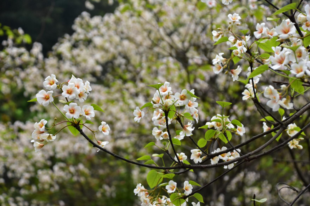 清明节去哪玩？重庆这些地方值得去踏青