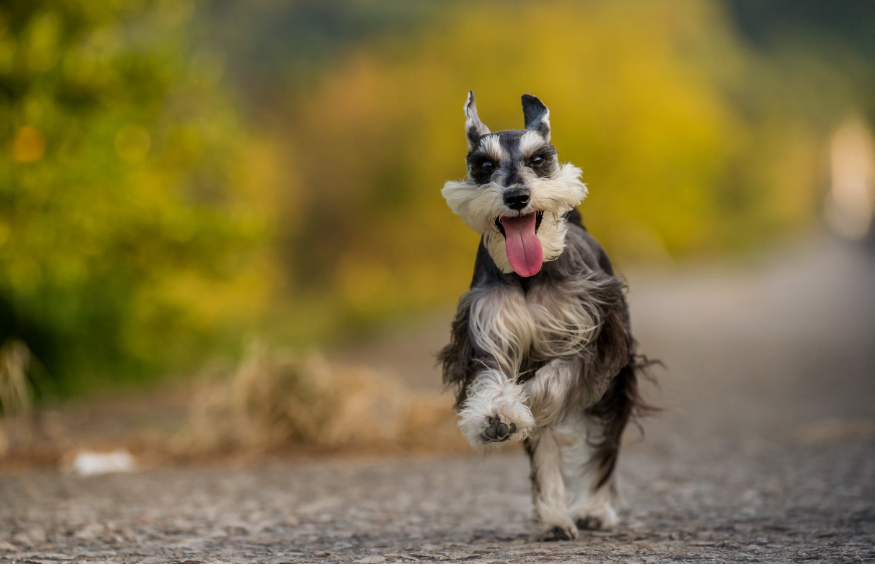 最流行的几种“小型犬”，附上价格参考，千万别买贵了