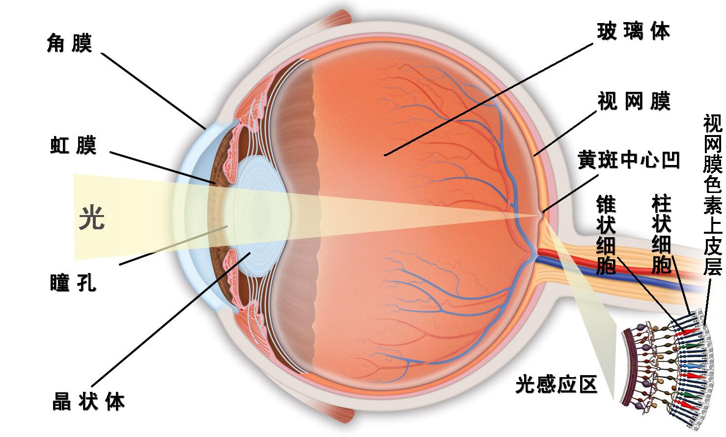 血月走,日食來,2021年唯一一次日環食即將上演,但這一點要注意