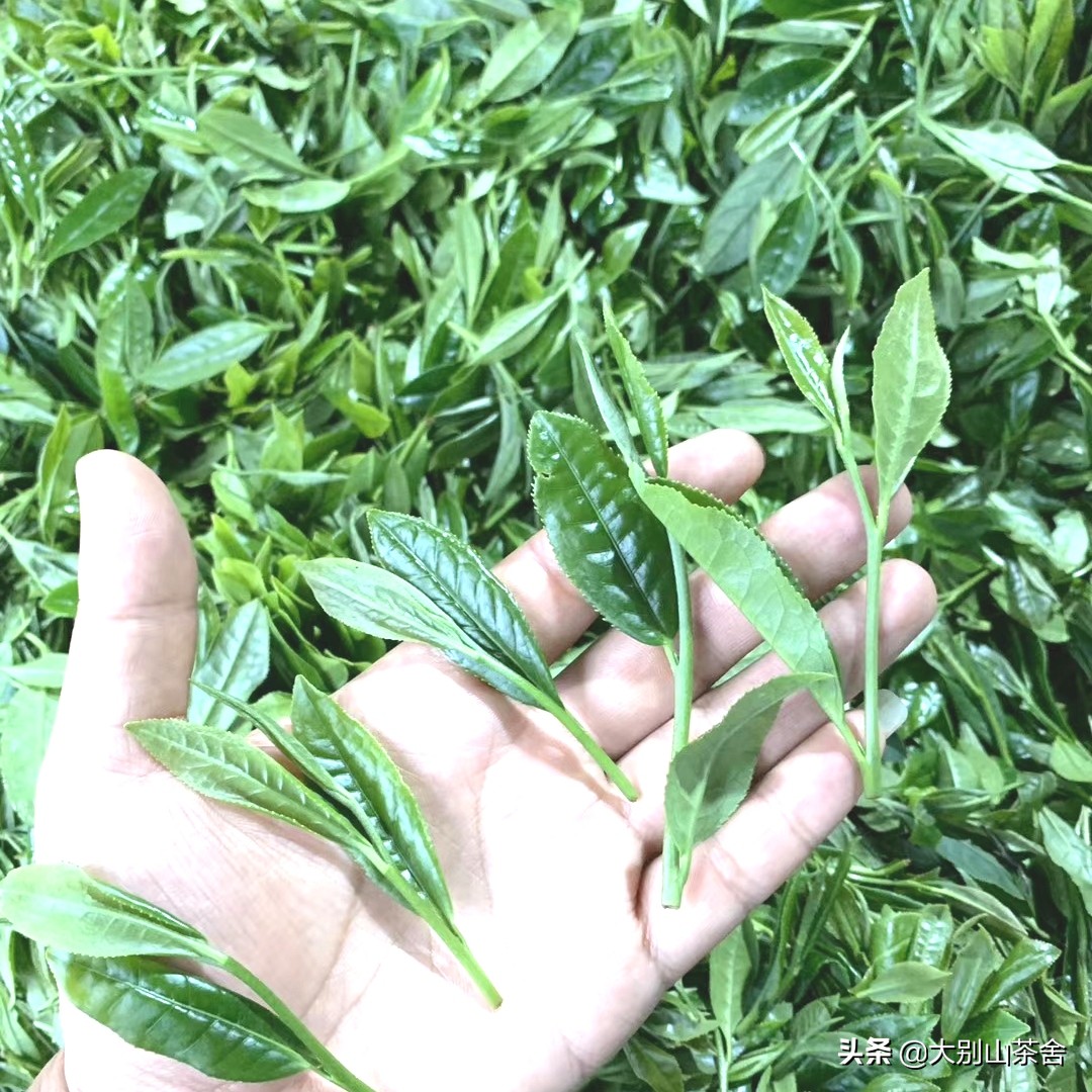 大别山采茶日记，茶季总结：茶歇犹依依，回首数峰青