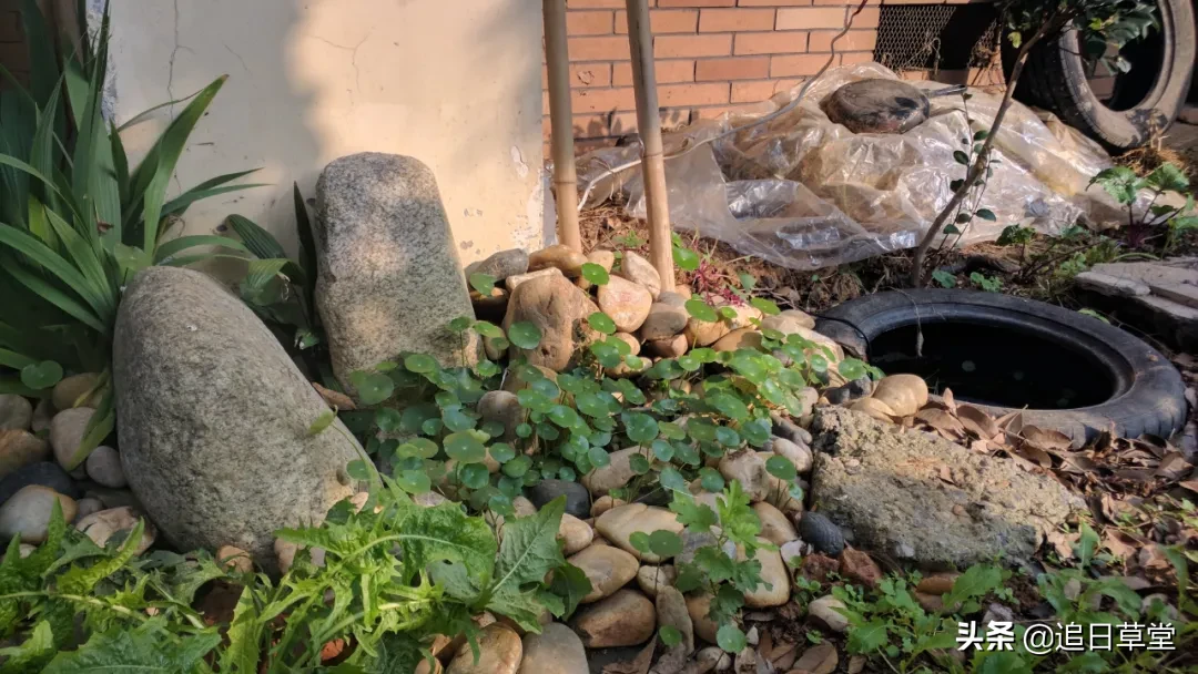武汉都市菜园DIY回忆录之三樱花潭与浴盆鱼缸