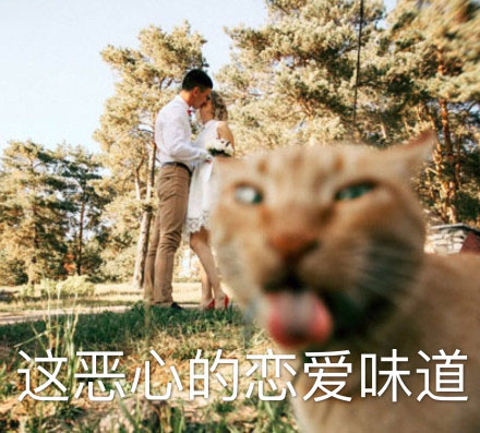 猫咪表情包：这恶心的恋爱味道、