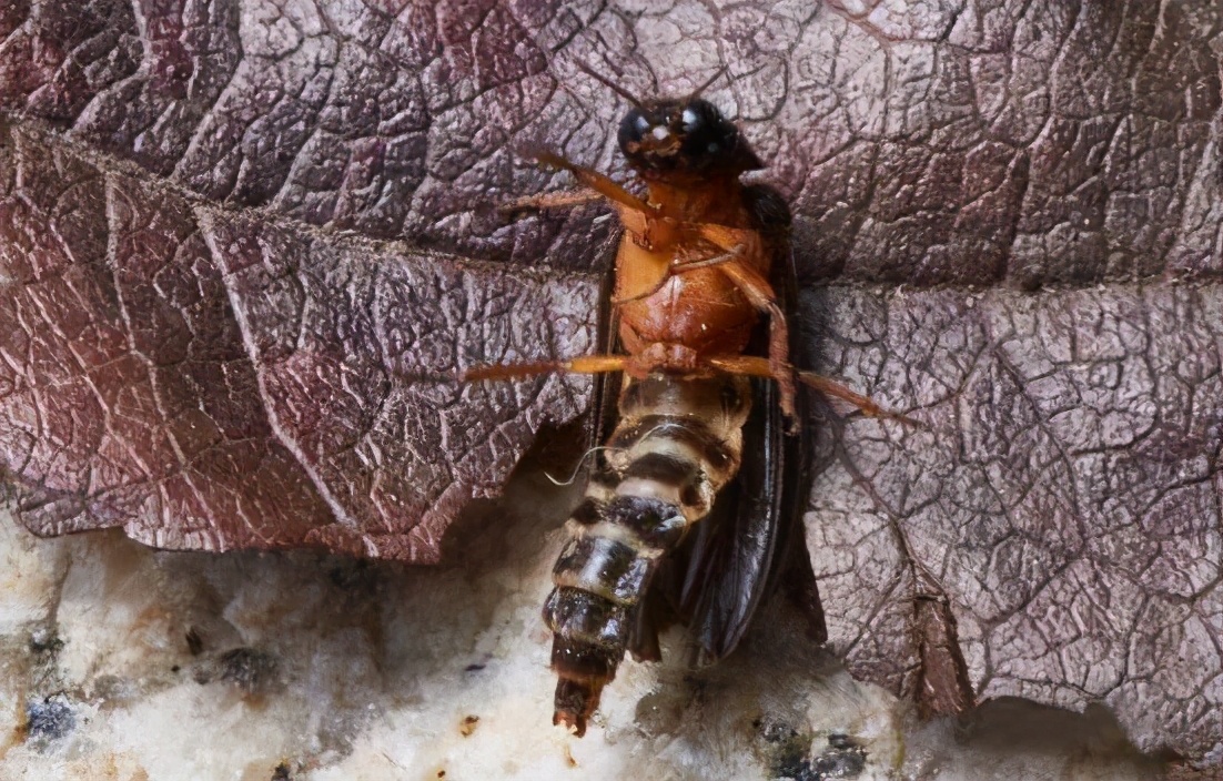 萤火虫图片真实照片(四川发现5厘米巨型萤火虫)