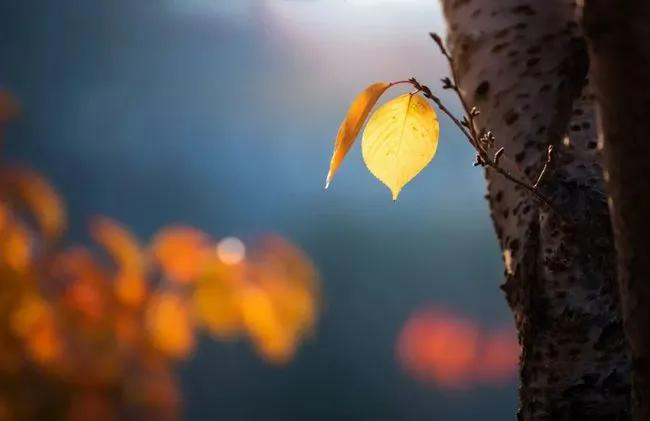让我们在古诗词里，感受秋的温婉与静美，明净与深邃