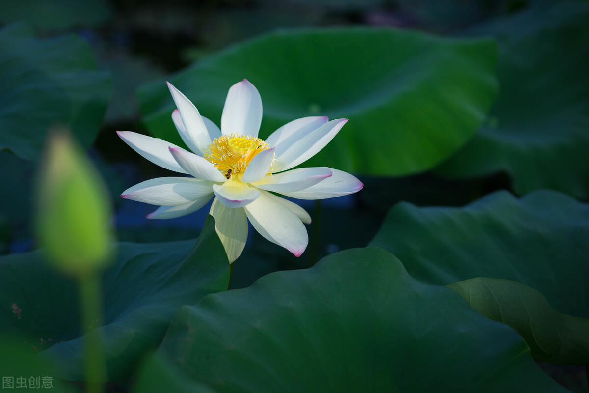 画卷有风，草木有凉，一笺清夏浅浅来，半卷幽梦入流年