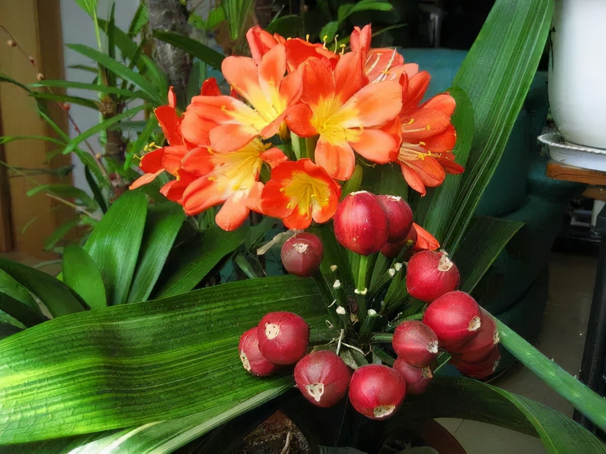 有钱人爱养的"吉祥花",建议你也养一盆,旺财运利健康