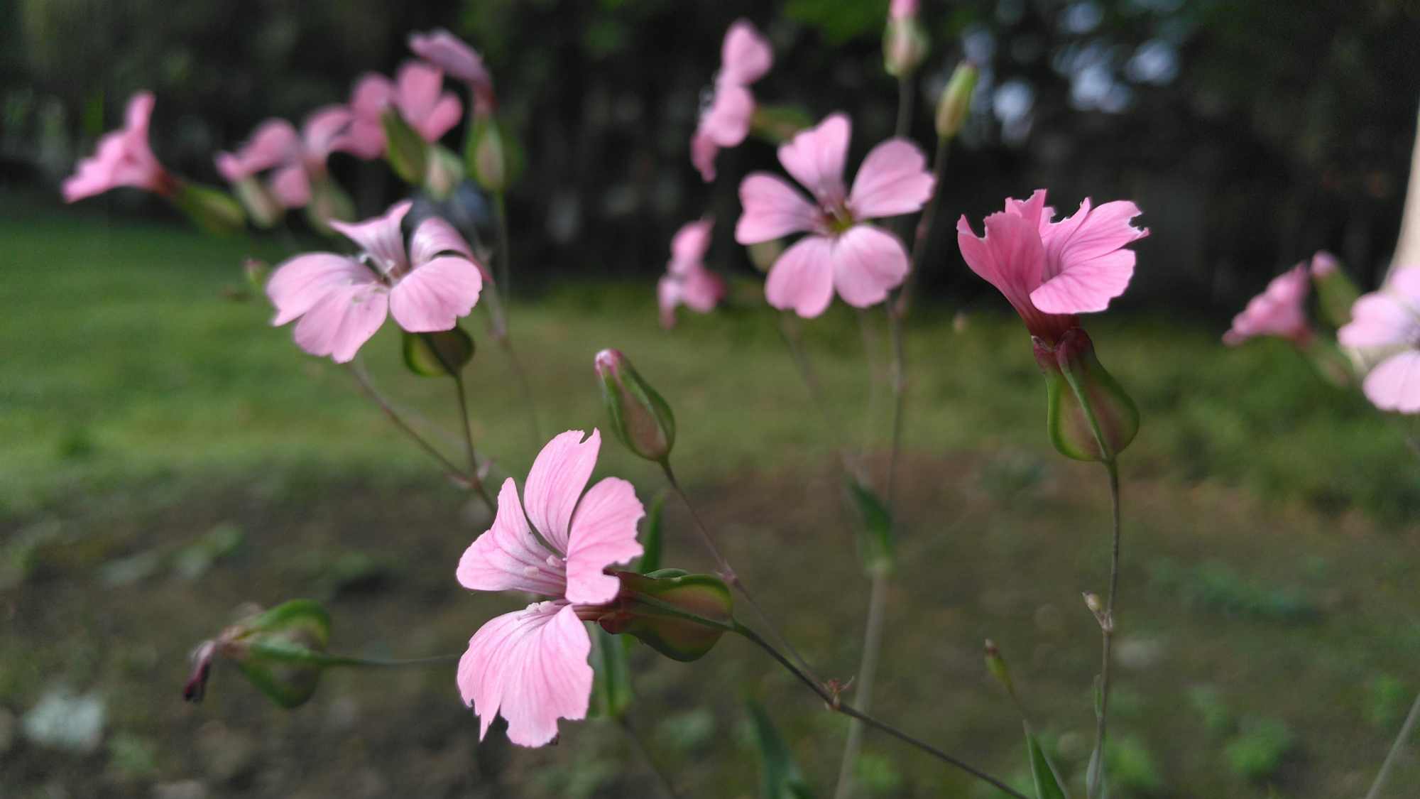 教程麥藍菜是哪種蔬菜(蔬菜怎麼種植)簡短介紹--三毛知識