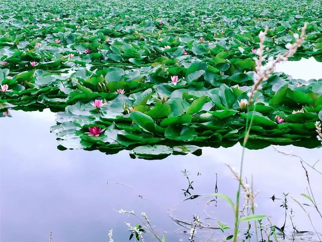 盈盈芙蕖水中开，菡萏尽放，千娇百媚~与君共赏这一池荷香