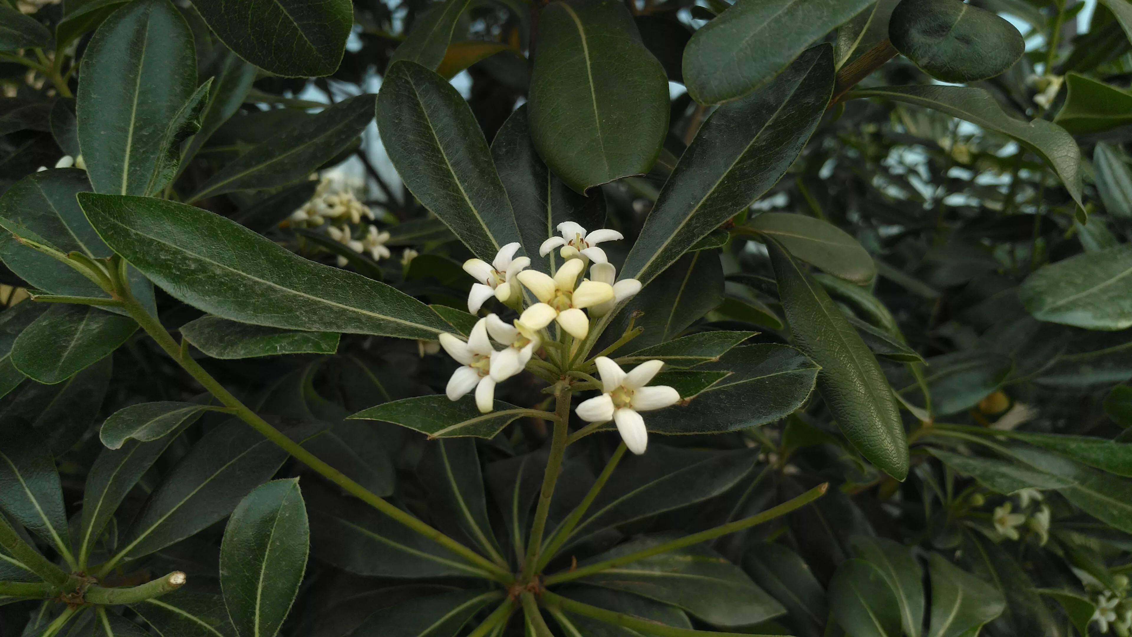 小巧海桐花,浓香令人夸