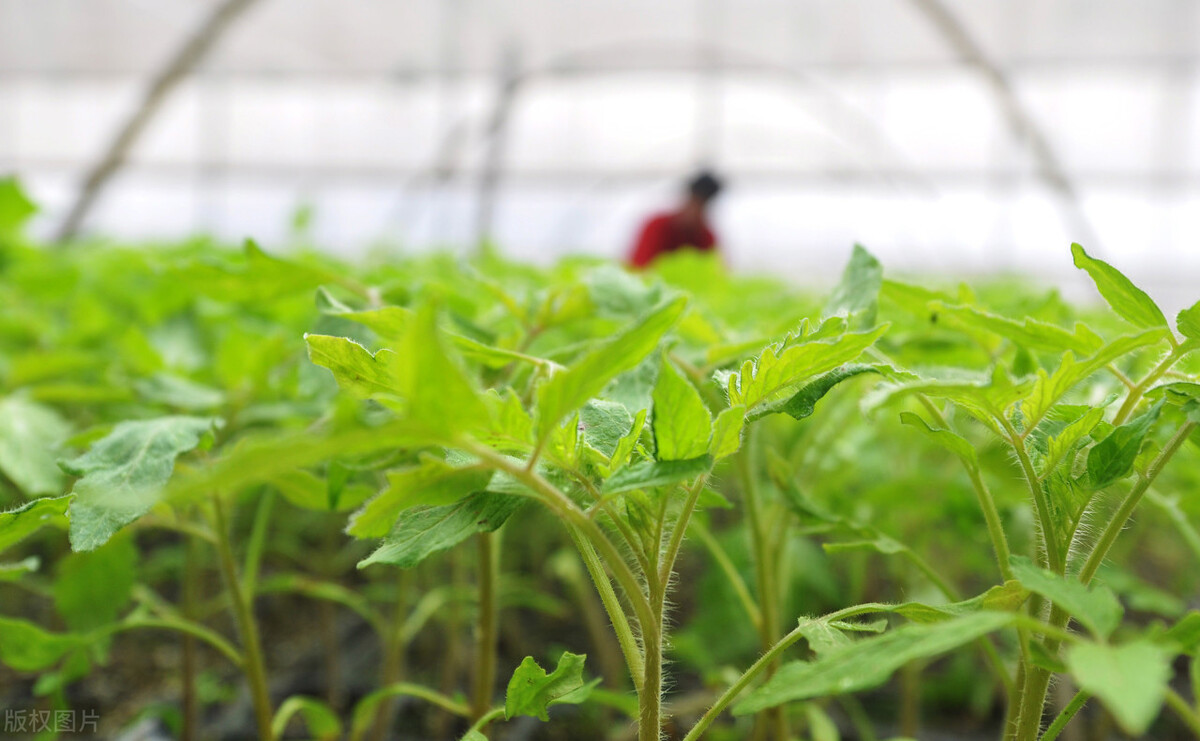 有机蔬菜比普通的更有营养？自家种植蔬菜一定比市面上的更安全？