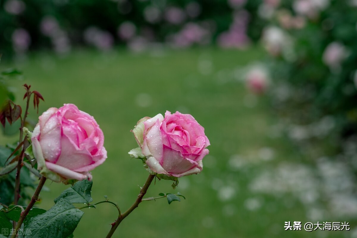 關於春天陰雨連綿的說說(陰雨連綿的說說唯美) _晶羽文學網