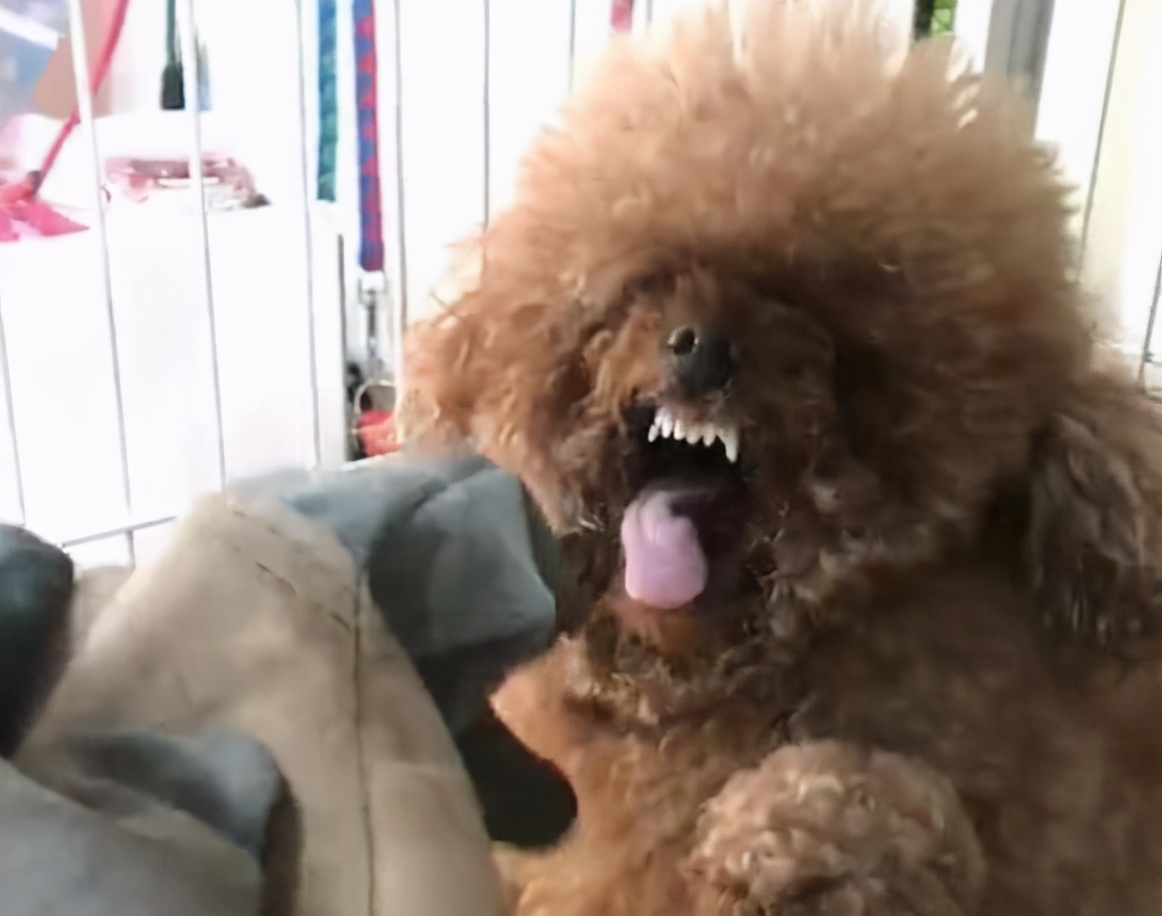 这5种小型犬比较“凶”，遇到要小心了
