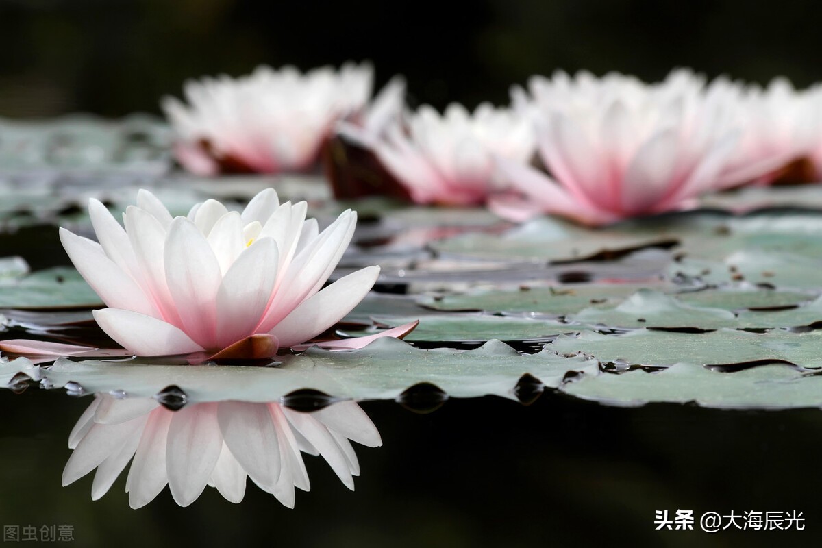 雨中清幽静心，观雨赏花自然