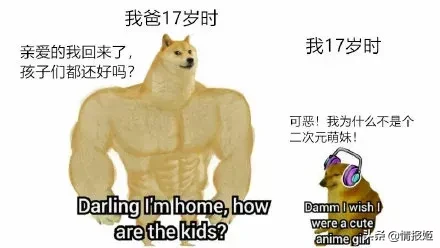 那只活在表情包里的柴犬doge,现在又进化了?