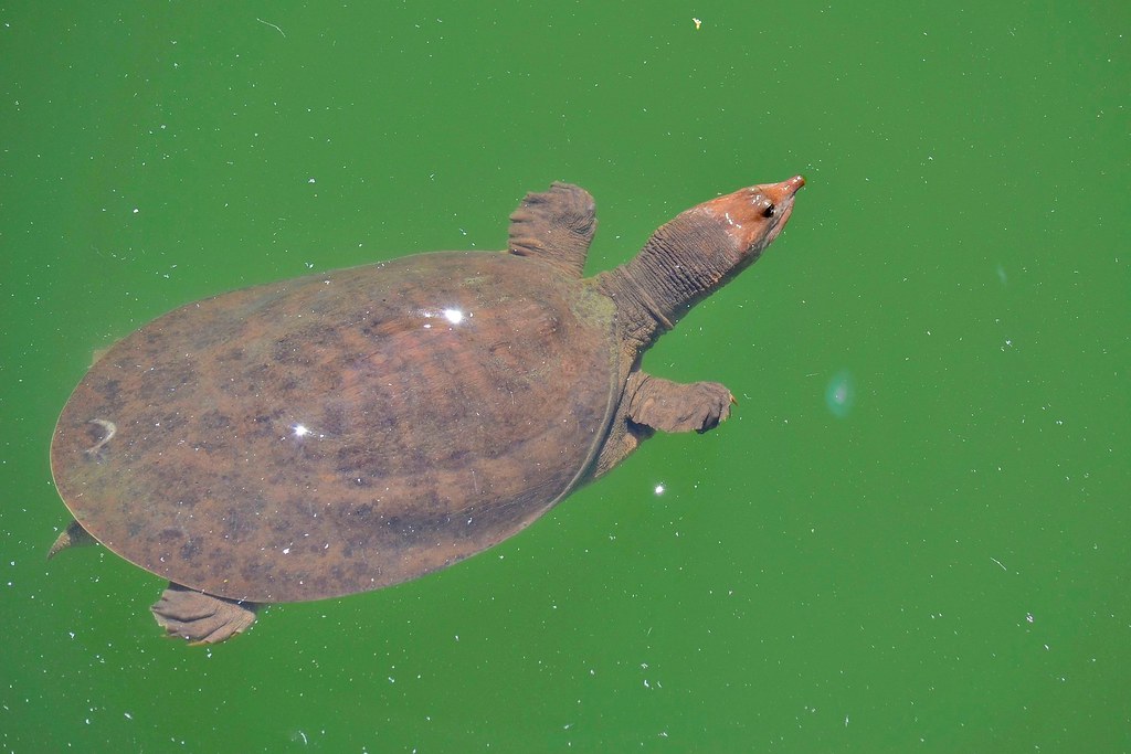 甲鱼图片大全大图(佛罗里达鳖) - 赤虎壹号