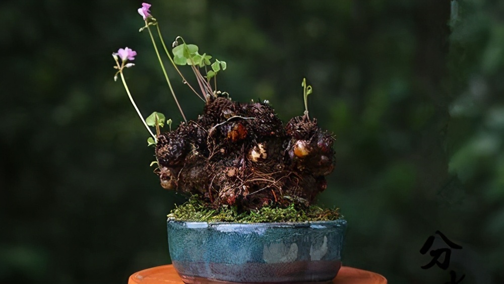 路边不起眼的"三叶草",按照基础"4招"走,轻松养出草本老桩