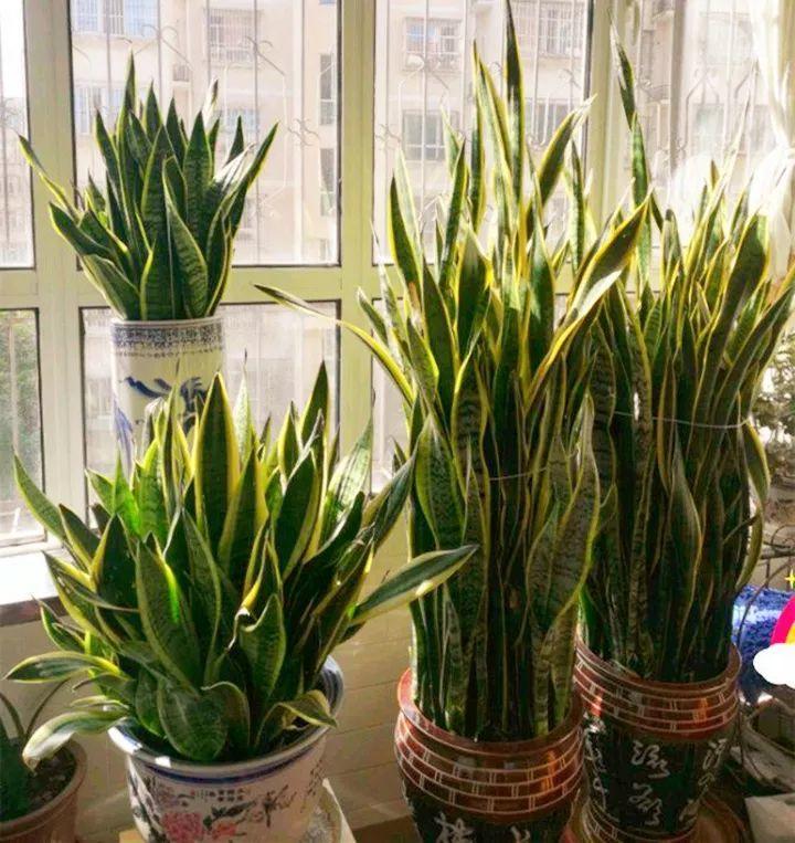 这12种花快施肥，根壮叶绿，还能提早开花