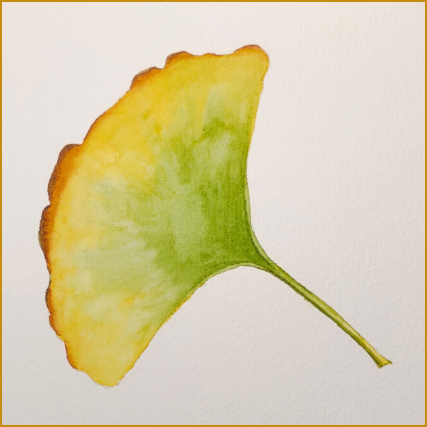 银杏叶简笔画(原创水彩入门教程-秋天的银杏叶)