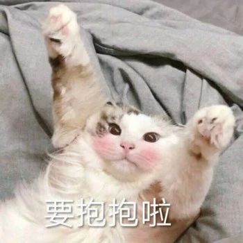 性感猫咪，在线陪聊