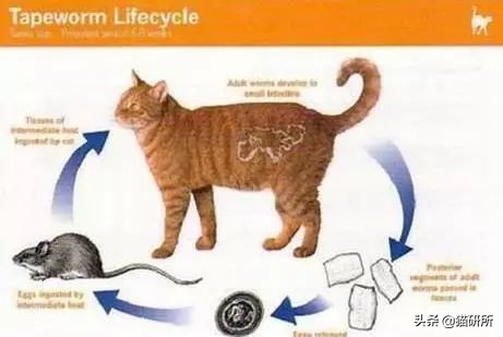 怀疑猫咪有寄生虫，铲屎官如何排查？