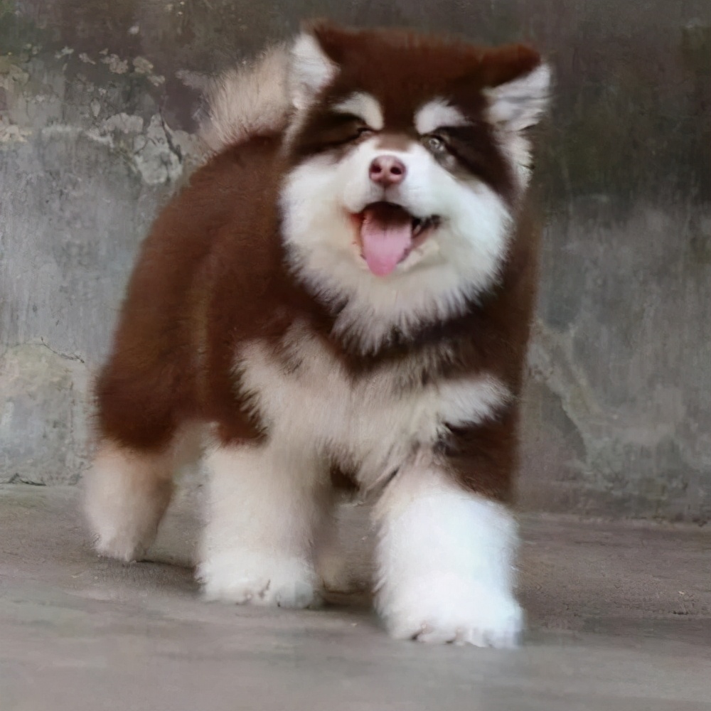 阿拉斯加犬的8个优缺点