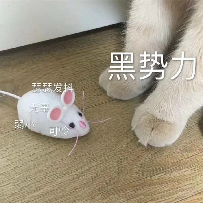 表情包：我只是一只对生活没追求的肥猫