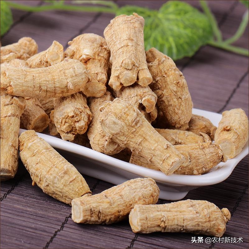 西洋參種植,西洋參種植的環境條件