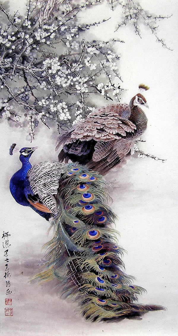 孔雀东南飞！高贵、冷艳的白孔雀