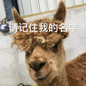 表情包：崽，我们走