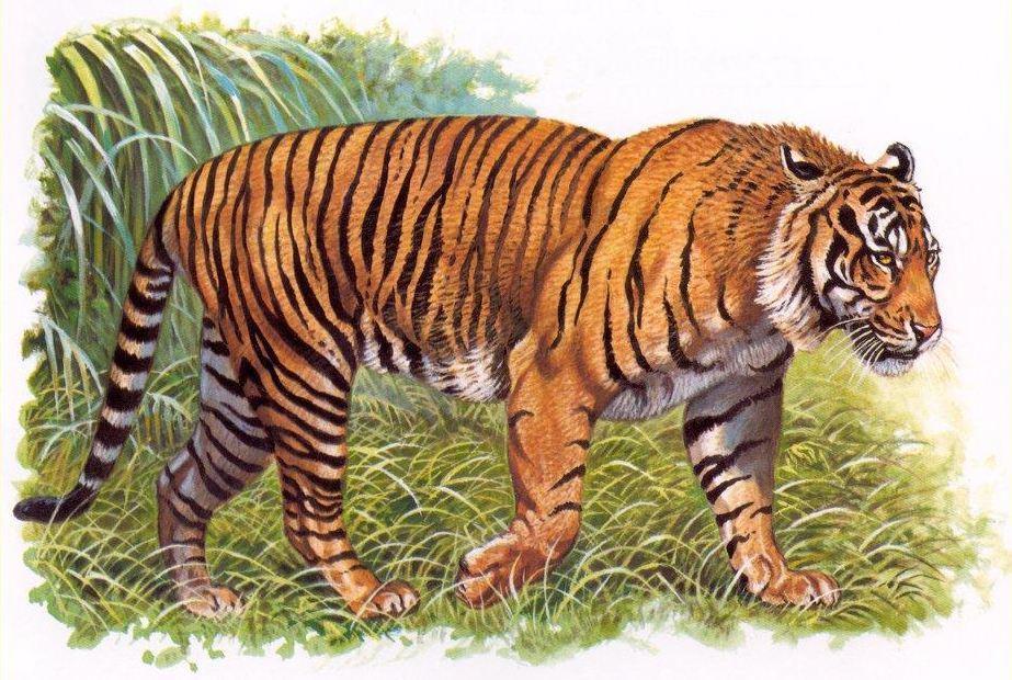 体型最小的3种老虎，已在这个国家灭绝了2种，人口是最大威胁