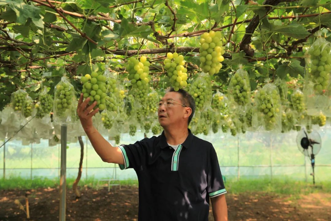 一位不合格苗贩子的疾呼：如果连生存都艰难，你去做农业有啥意思