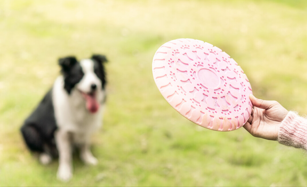 最聪明的边牧犬，你了解它们吗？